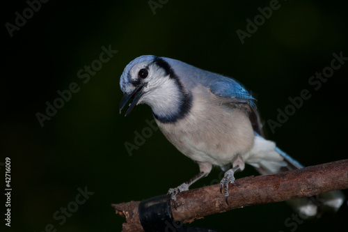 Blue Jay