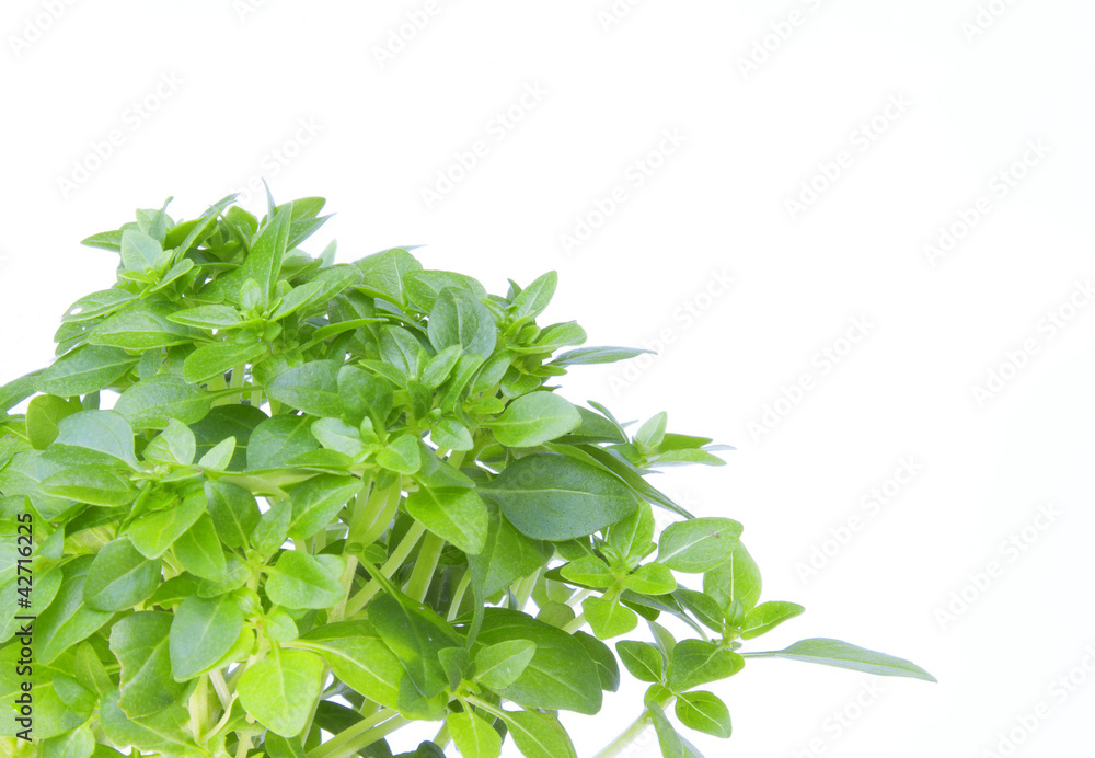Albahaca fresca Albahaca fresca