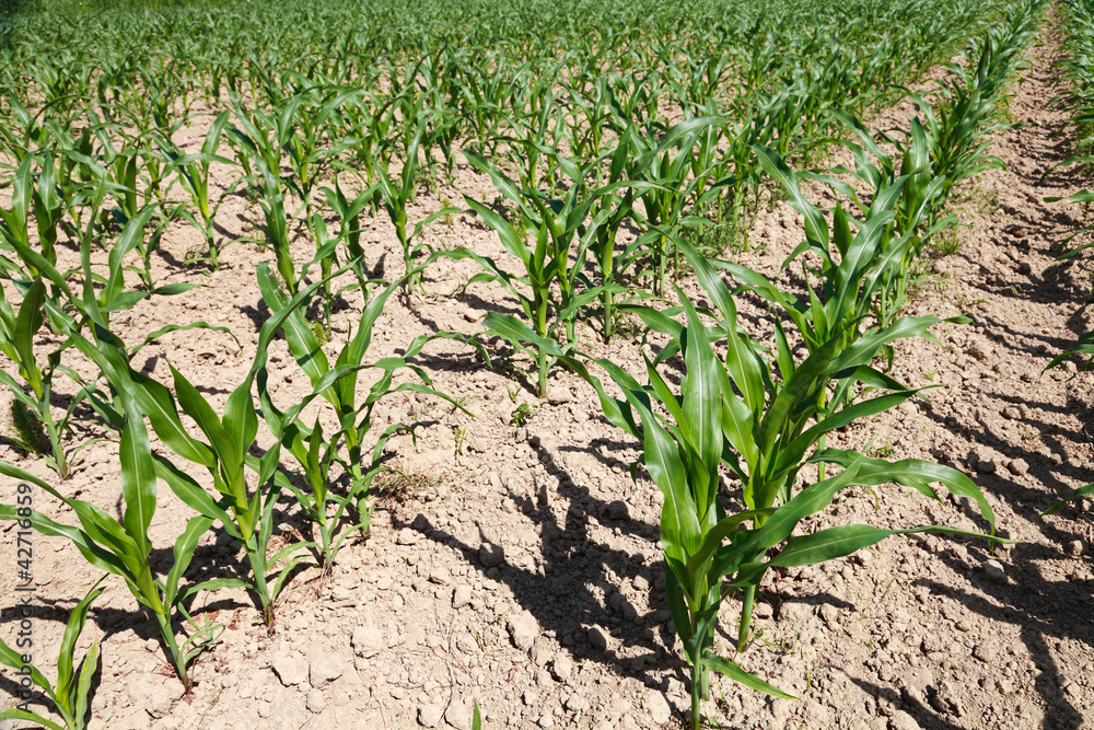 Corn field Corn field