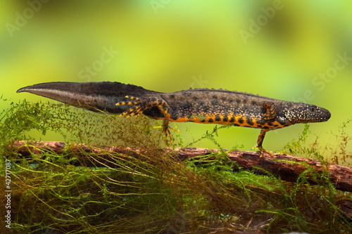 Canvas Print great crested newt or water dragon