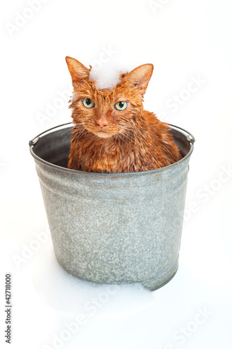 Bath time for a wet orange cat in a bucket with soap suds.