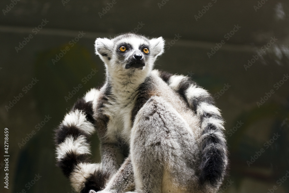 Fototapeta premium Ring-tailed lemur