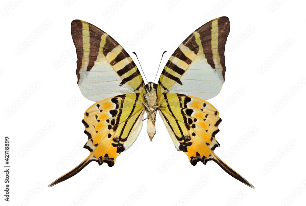 Obraz premium butterfly (Fivebar Swordtail) isolated on white background