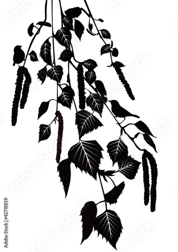Birds on a birch a branch tree
