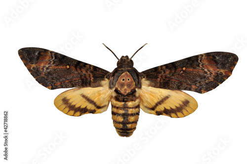 Death head Hawkmoth butterfly isolated