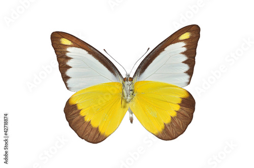 Yellow butterfly isolated on white