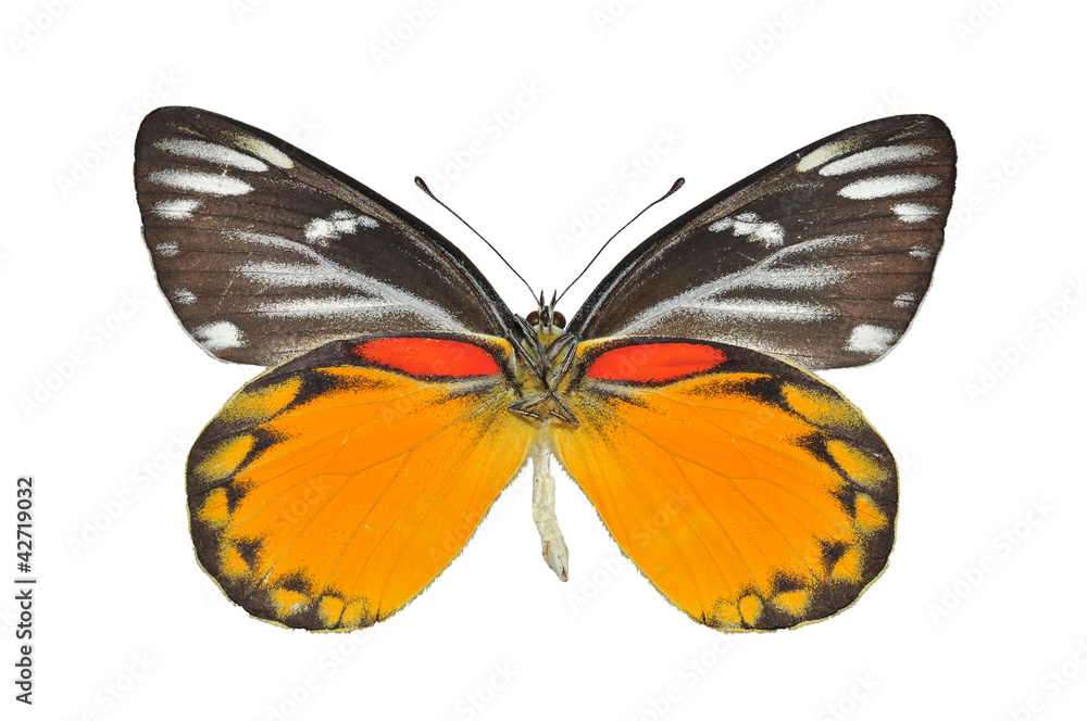 yellow butterfly isolated on white background yellow butterfly isolated on white background
