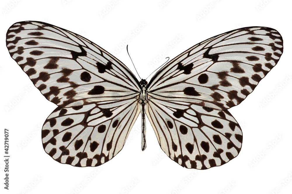 Fototapeta premium Isolated white and black butterfly (Malayan Tree Nymph)