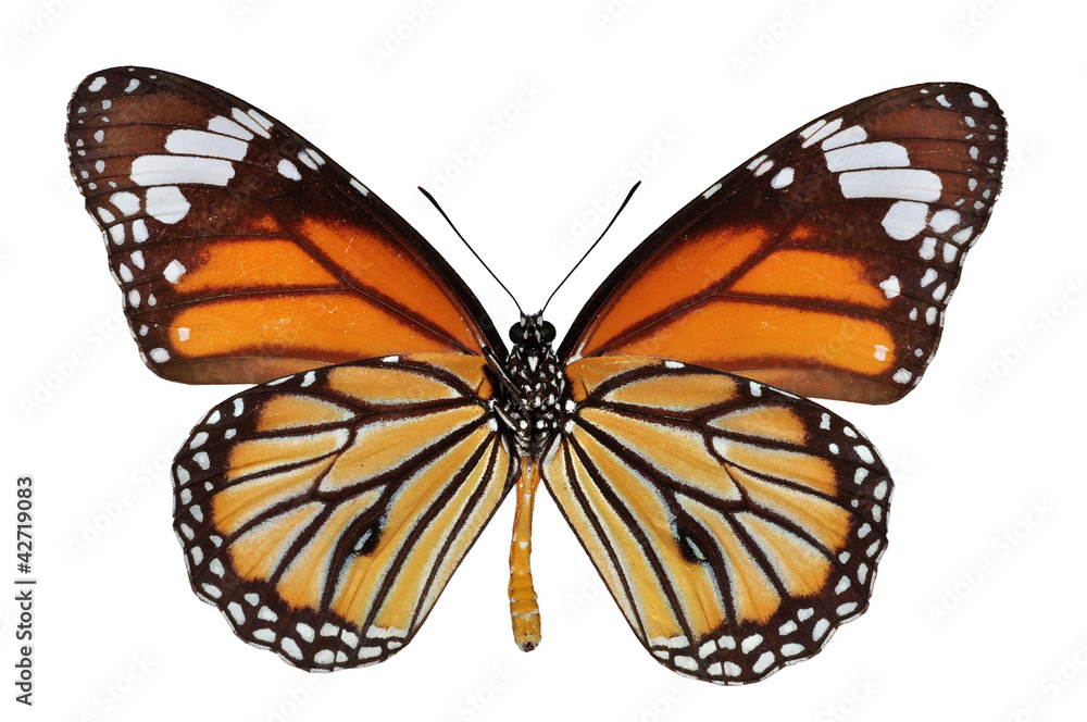 Fototapeta premium Isolated monarch butterfly