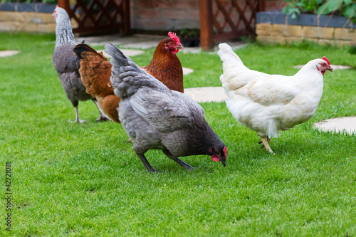 Hen