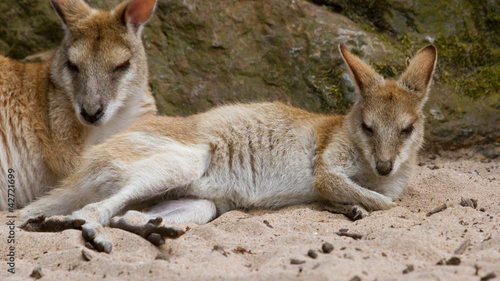 Two kangaroos resting