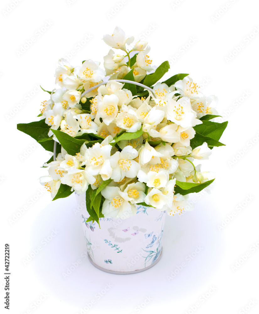 jasmine flowers jasmine flowers
