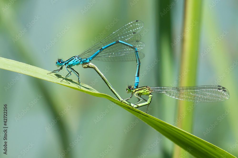 dragonfly in love