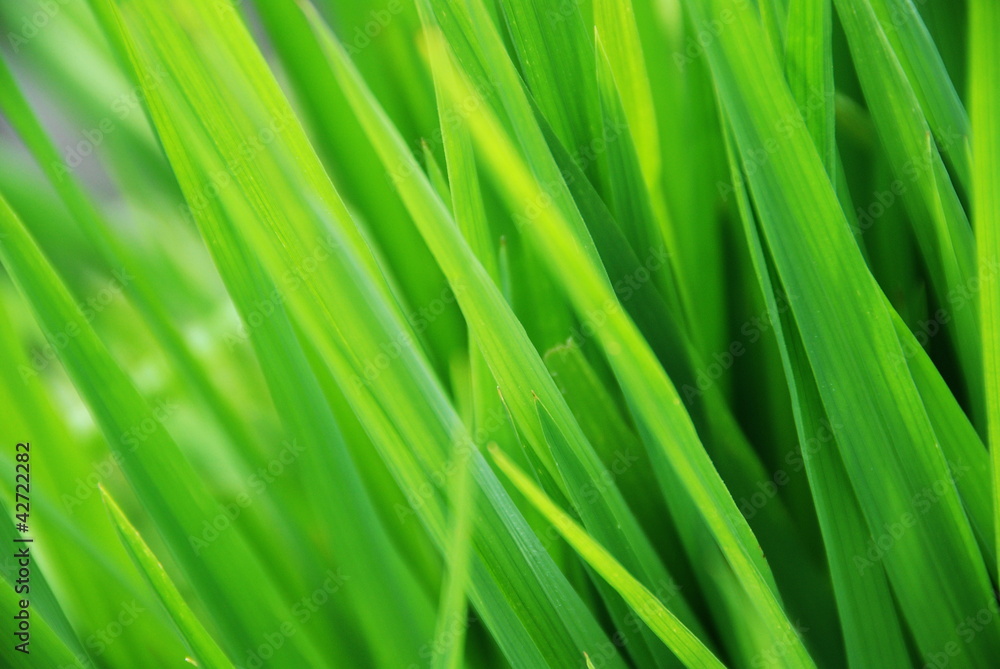 Rice leaves Rice leaves