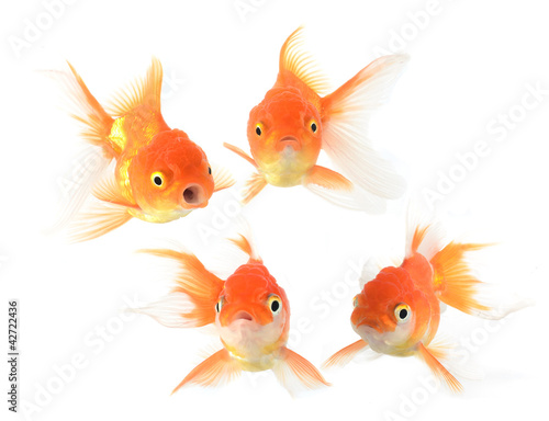 Gold fish. Isolation on the white © happysunstock