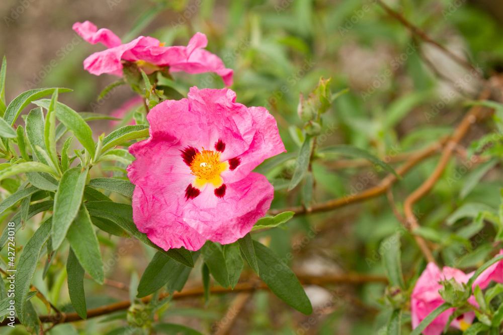 Obraz premium Pink flower