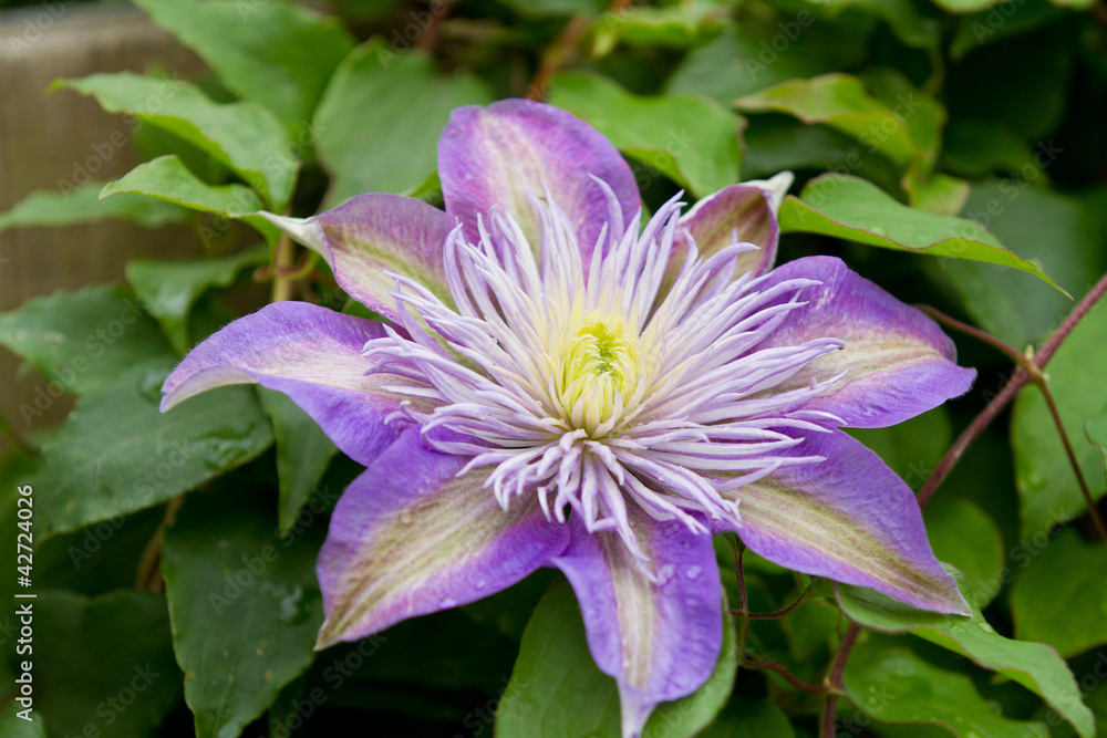 Purple clematis