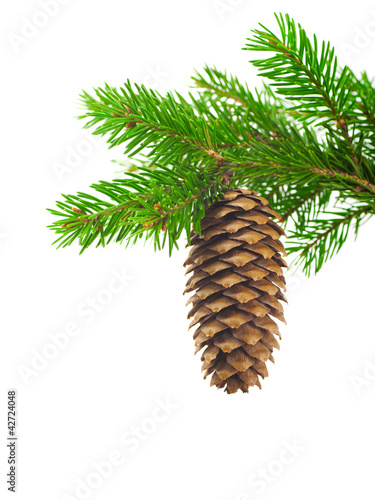 Spruce branch with cone on a white background