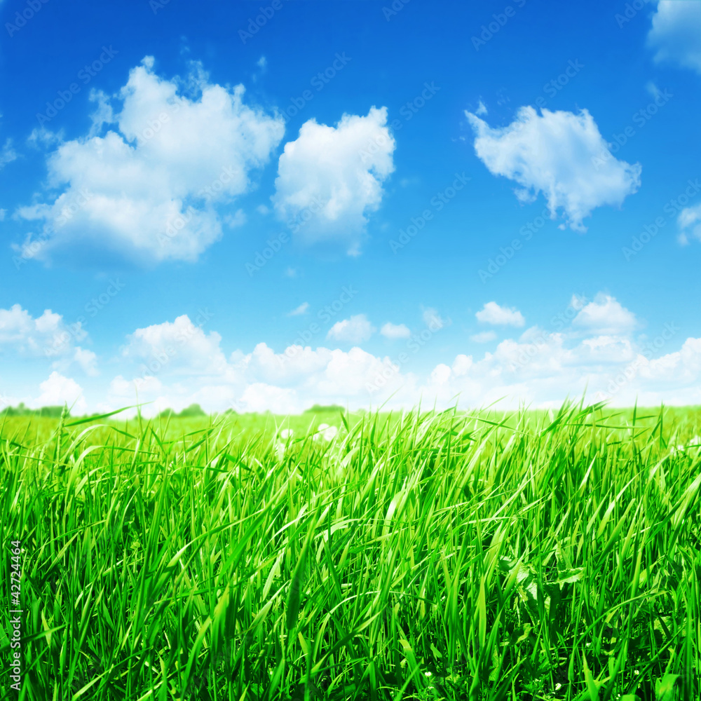 Fototapeta premium Field of green grass and white clouds in blue sky.