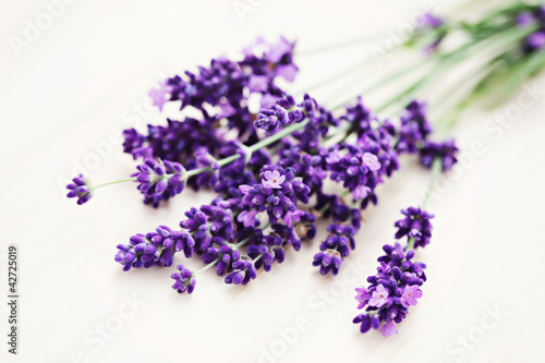 lavender flowers