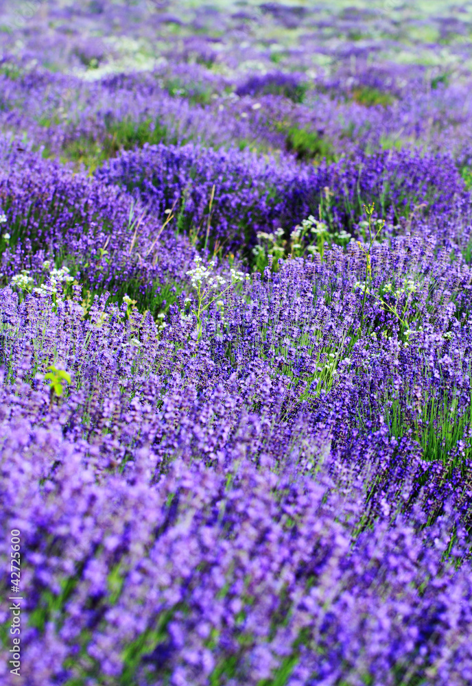 Naklejka premium color lavender field