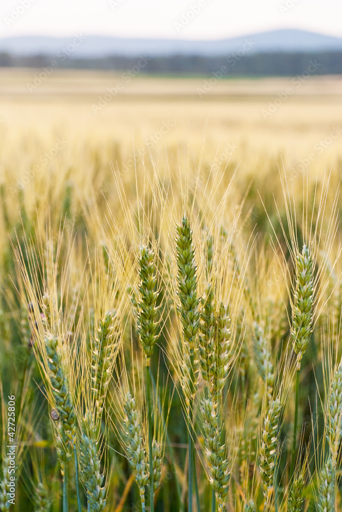 Kornfeld Getreide Ähren Kornfeld Getreide Ähren