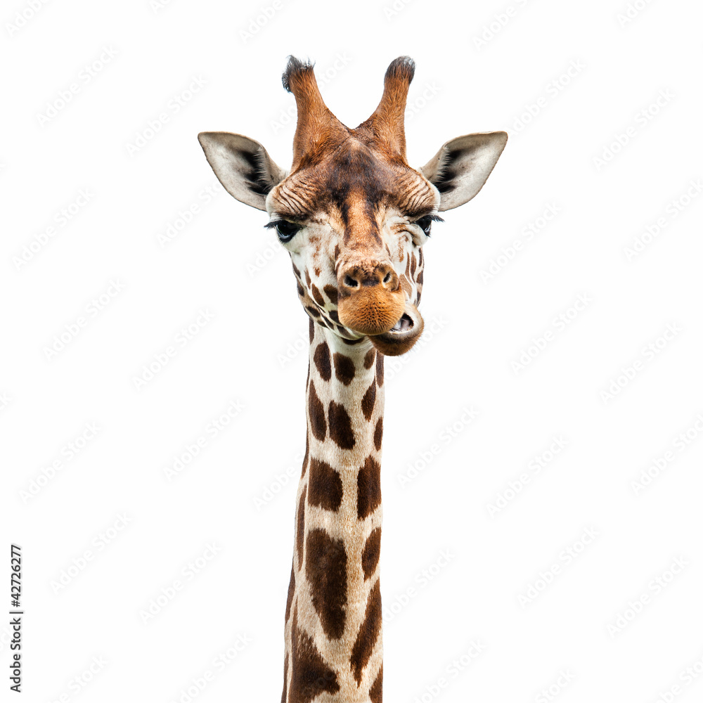 Funny Giraffe face Stock Photo | Adobe Stock