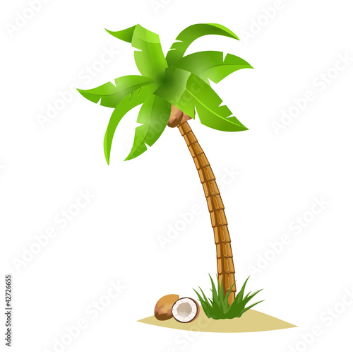 Palm tree and coconut