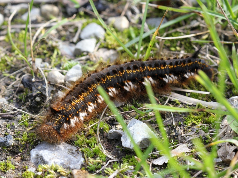 Trinkerin, Raupe der Grasglucke Trinkerin, Raupe der Grasglucke