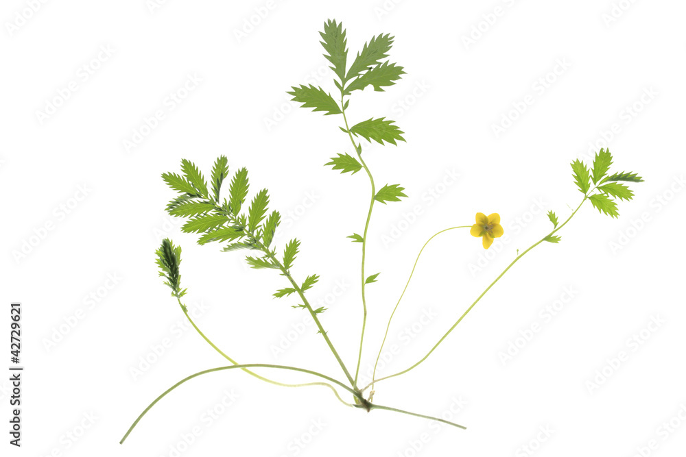 Naklejka premium Gänsefingerkraut - Potentilla anserina