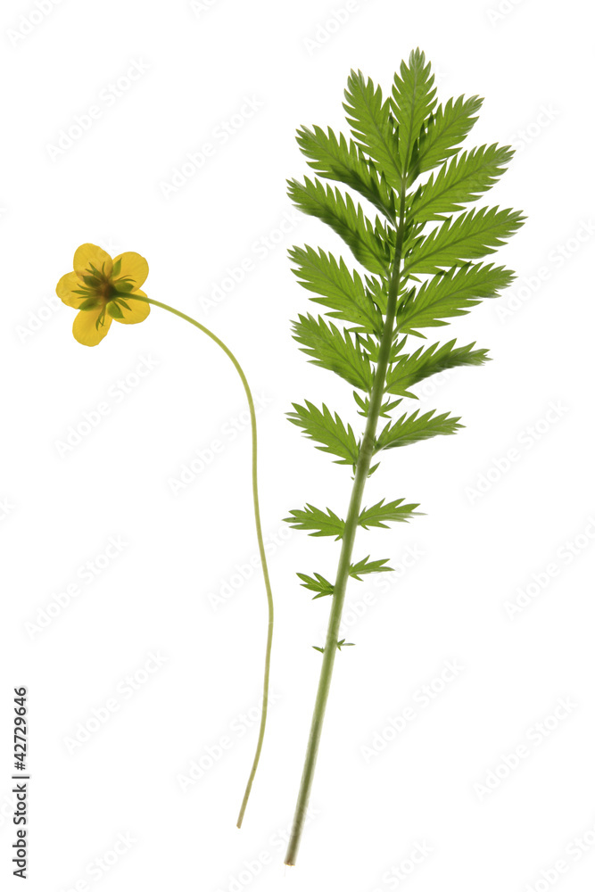 Naklejka premium Gänsefingerkraut - Potentilla anserina