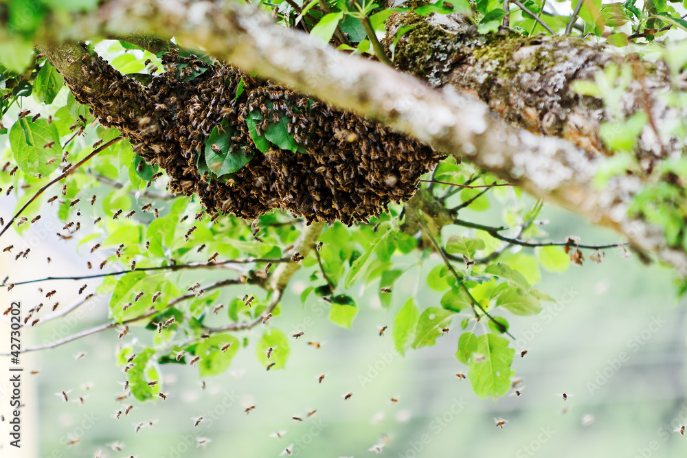 © danimages - swarm