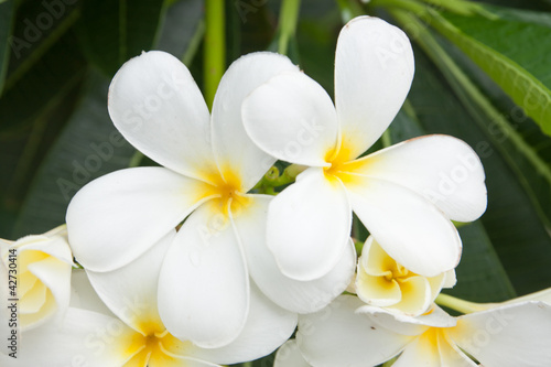 white and yellow frangipani flowers or tropical flower with leav