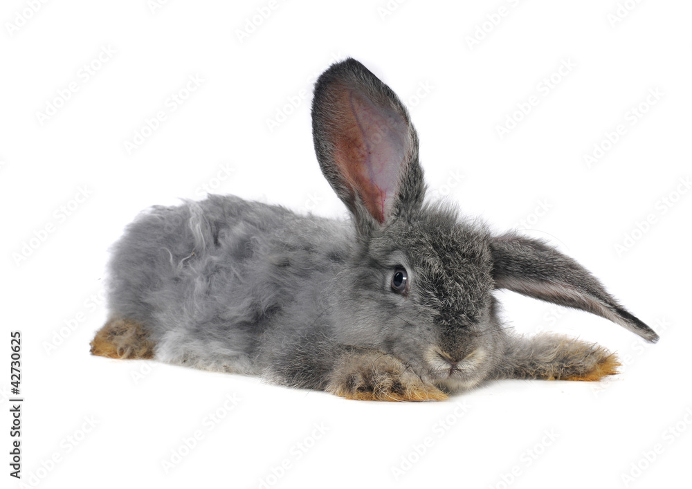 Obraz premium grey rabbit