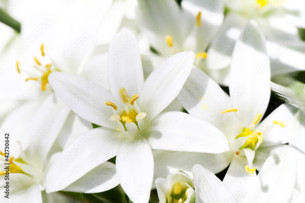 macro of white flowers macro of white flowers