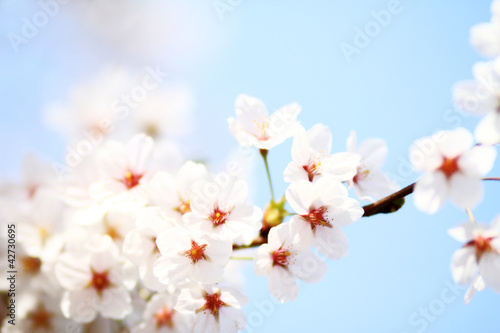 Cherry blossom against
