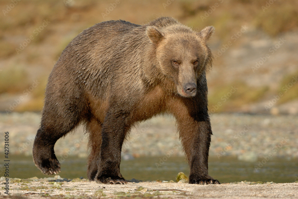 Grizzly Bear walking on beach.