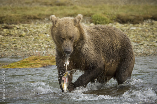 Grizzly Bear eating a caught salmon.