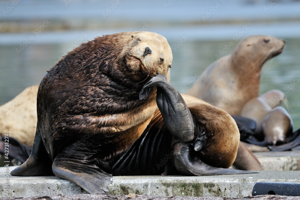 Obraz premium Sea-Lion resting on his head on his tail