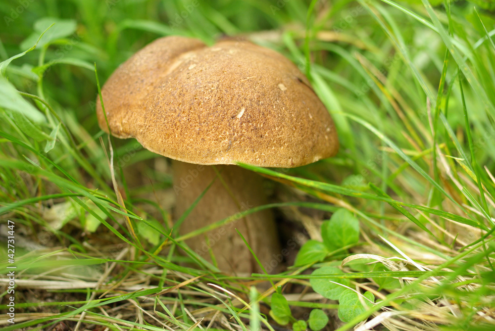 Oak Mushroom in the grass Oak Mushroom in the grass