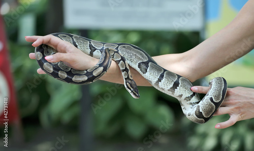 Snake in the hand.