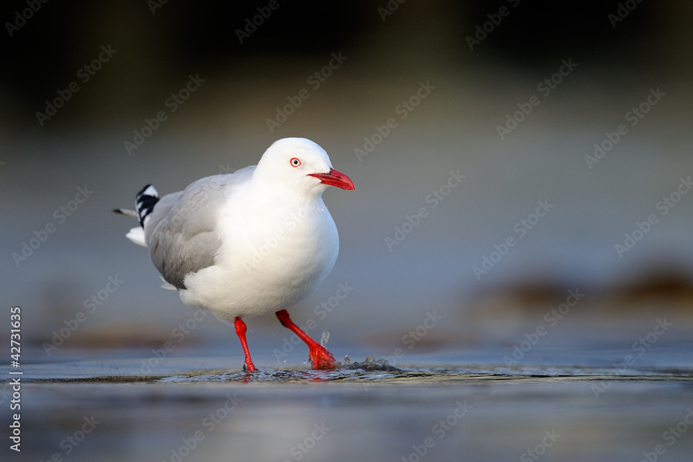 Red-billed Gull standing on beach in water splashing. Red-billed Gull standing on beach in water splashing.