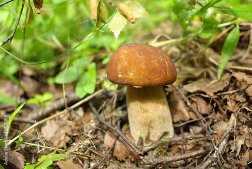 Oak Mushroom