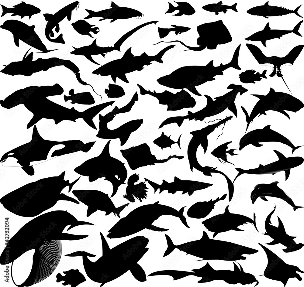 Obraz premium collection of fish