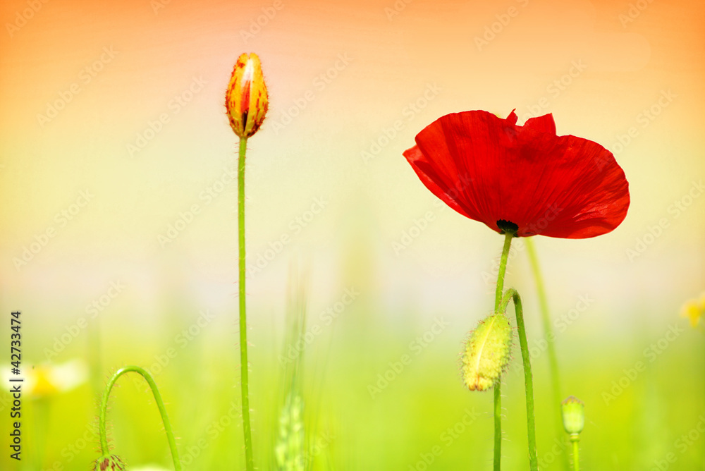 Obraz premium red poppy and grass