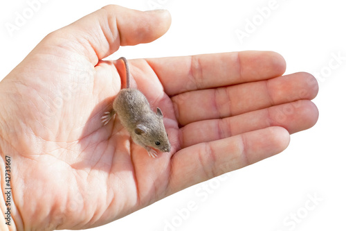 house mouse in a human hand