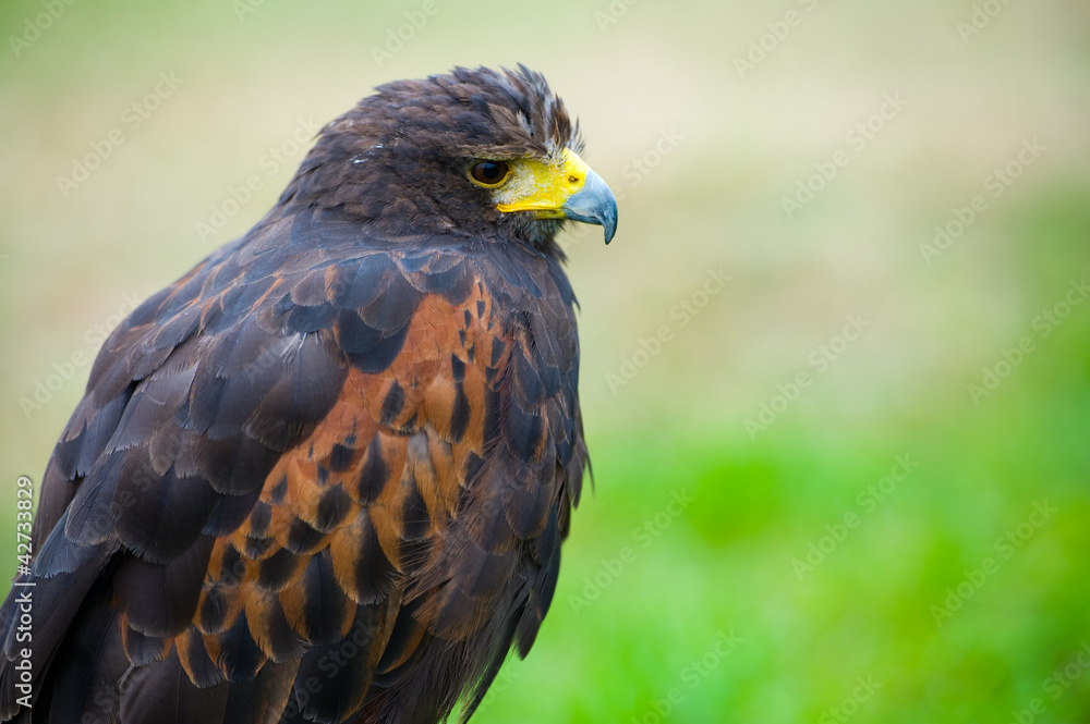 eagle eagle