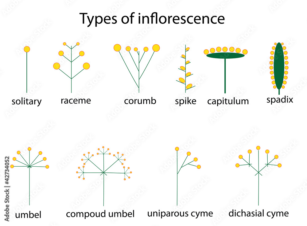 types of inflorescence - obrazy, fototapety, plakaty 