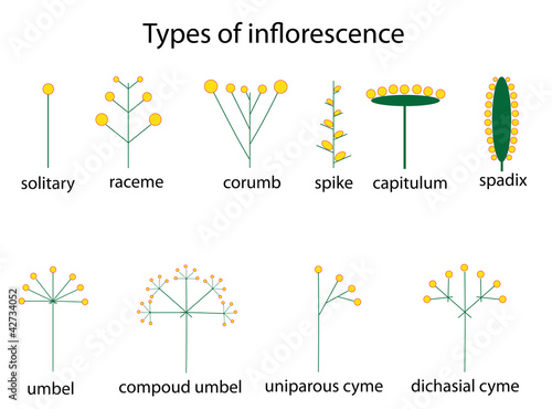 types of inflorescence photo