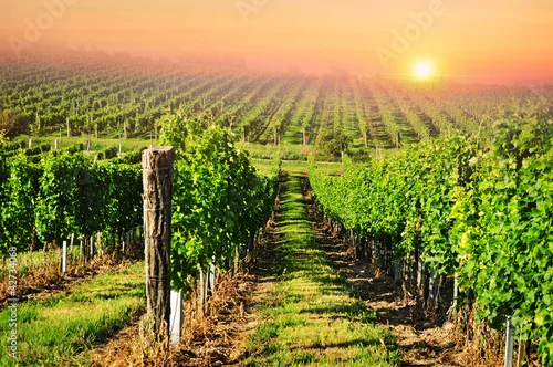 Obraz Zielony winnica w Południowych Morawach przy wschodem słońca